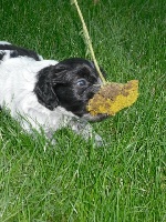 CHIOT