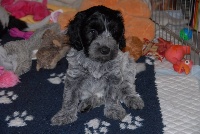 CHIOT
