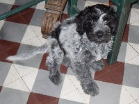 CHIOT